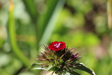 China pink (Dianthus chinensis) blooming red in the garden
