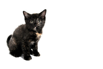 a black striped purebred kitten sits on a white background