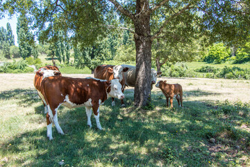 Fototapeta na wymiar cattle in southern Chile