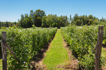 Fototapeta na wymiar raspberry plantation in southern Chile, Plantacion de frambuezas en el sur de Chile