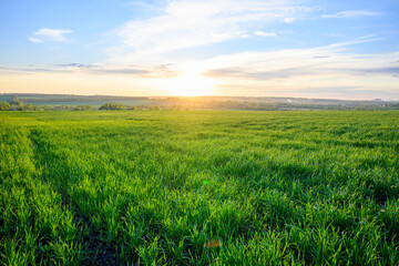 Fototapeta premium The beautiful sunset on a meadow in rural in springtime. Lush green grass in the foreground and small trees in the distance. The clouds and the sky colored with setting sun rays.