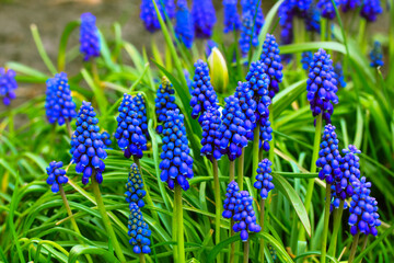 Blue blooming flower buds of Mouse hyacinth in spring garden. A mouse hyacinths.