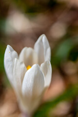 White Crocus plant in the forest, macro	