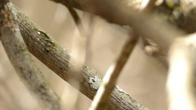 Black Throated Blue Warbler Hiding Among Branches and Takes Off, Close Up