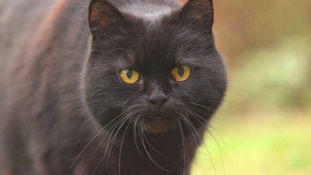 black cat animal watching alerted zoom in face yelow eyes move whiskers close view natural world norway