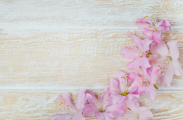 spring or summer background with copy space for text, delicate pastel pink azalea flowers on a wooden textured background