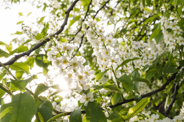 Close-up of cherry flowers. Tender spring concept. Image for cards, banners, posters for the holidays, Mother's Day, International Women's Day, Spring Day