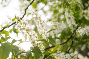 Close-up of cherry flowers. Tender spring concept. Image for cards, banners, posters for the holidays, Mother's Day, International Women's Day, Spring Day	
