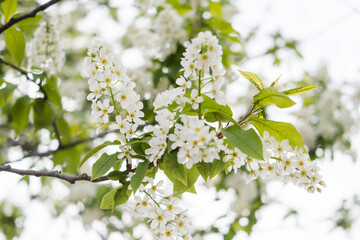 Close-up of cherry flowers. Tender spring concept. Image for cards, banners, posters for the holidays, Mother's Day, International Women's Day, Spring Day	