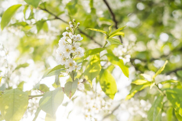 Close-up of cherry flowers. Tender spring concept. Image for cards, banners, posters for the holidays, Mother's Day, International Women's Day, Spring Day	
