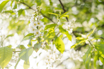 Close-up of cherry flowers. Tender spring concept. Image for cards, banners, posters for the holidays, Mother's Day, International Women's Day, Spring Day	