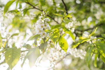 Close-up of cherry flowers. Tender spring concept. Image for cards, banners, posters for the holidays, Mother's Day, International Women's Day, Spring Day	