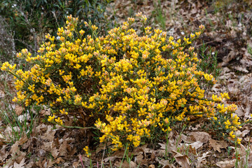 Genista tridentata shrub with yellow flowers. Chamaespartium tridentatum.