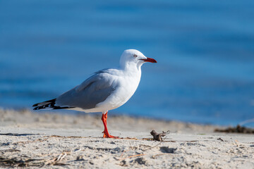 Naklejka premium Seagull on the beach by the water