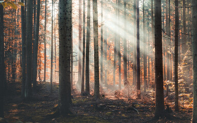 Promienie słońca między drzewami w lesie - obrazy, fototapety, plakaty