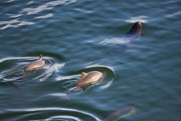 dolphins in a small pod swimming in puget sound near gig harbor © Taya
