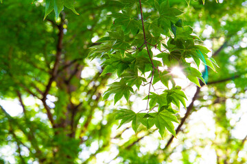 The sunlight shining through the green leaves.