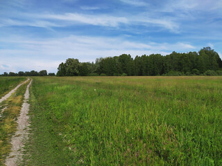 Obraz premium field road on a clear summer day