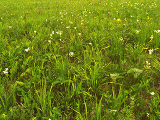 green grass in the field in summer