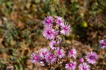 The violet pink flowers of Lampranthus leptaleon (a member of the fig-marigold family) seen in natural habitat close to Darling in South Africa