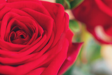 Fototapeta na wymiar Macro shot of a beautiful red bush rose , against a blurred background with bokeh effect. 