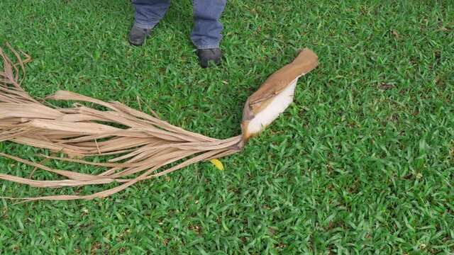 Gardener pruning a dry leaf palm in backyard