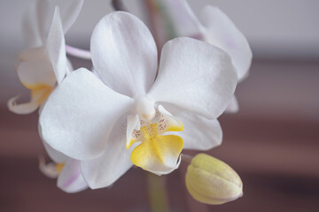 Fototapeta na wymiar Blooming white and purple orchid. Macro photo.