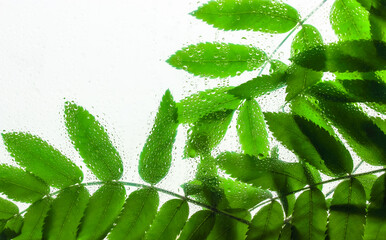 Background of green leaves behind a glass with water dew drops on it after rain.