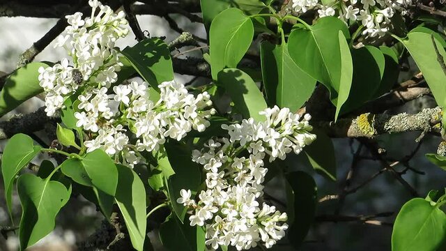 Lilac white beetle sitting on flowers Syringa