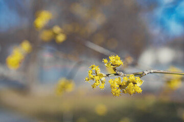 Cornus mas, the Cornelian cherry, European cornel or Cornelian cherry dogwood, is a species of flowering plant. Twig of dogwood on a white background. yellow flowers on a tree branch
