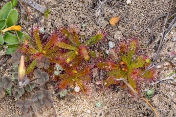 Some Rosettes of the carnivorous plant Drosera variegata seen in sandy habitat in the northern Cederberg close to Clanwilliam, South Africa