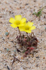 Oxalis obtusa with its yellow flowers in the cederberg Mountains in the Western Cape of South Africa
