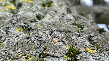 moss on stone