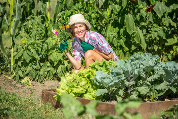 person working in garden. Young woman in summer field garden planting watering care about rows, plants