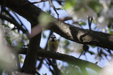 great spotted woodpecker on a branch