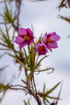 Pink flower of the protocarnivorous plant Roridula dentata seen in natural habitat in the Cederberg Moutains in the Western Cape of South Africa