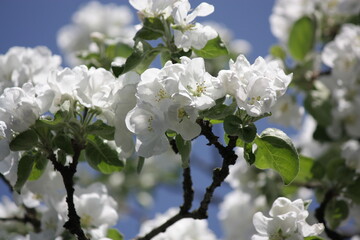 tree blossom