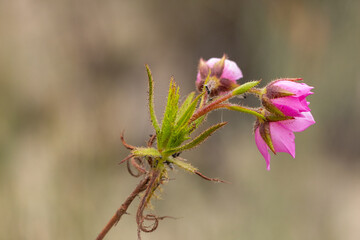 Close-up of a leave with the pink flowers of Roridula dentata, taken in natural habitat in the Cederberg Mountains in the Western Cape of South Africa