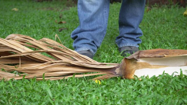 Gardener pruning a dry leaf palm in backyard