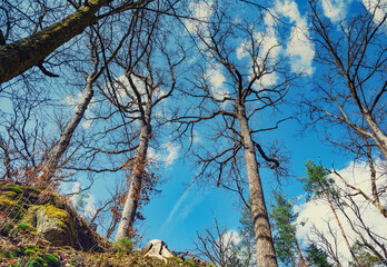 Obraz premium The Schwarzach Gorge is a popular hiking destination near Nuernberg in Middle Franconia (Bavaria/Germany). The path leads from Feucht to Schwarzenbruck. The sandstone is typical for this ravine.