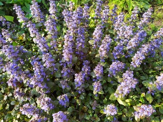 Bugle weed (ajuga reptans) flower, spring garden
