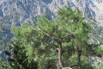 Kreta: Wandern in der Samaria-Schlucht
