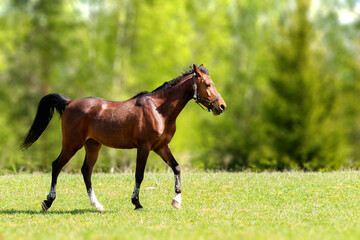 Beautiful horse walking on the field or pasture.Brown Horse Animal Field summer Landscape.Sunny day.Blurred background.