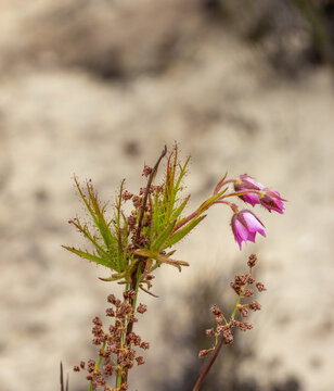 Close-up of a single branch of Roridula dentata with flowers in natural habitat in the Cederberg Mountains in the Western Cape of South Africa