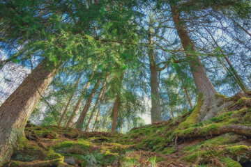 The Schwarzach Gorge is a popular hiking destination near Nuernberg in Middle Franconia (Bavaria/Germany). The path leads from Feucht to Schwarzenbruck. The sandstone is typical for this ravine.