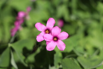 Fototapeta premium Oxalis articulata in the garden 