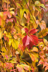 Bright red leaf in front of yellow leaves on a fall day in Germany.