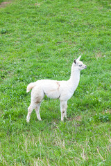 white guanaco baby on green grass