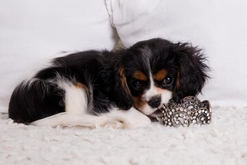 The beautiful little King Charles Cavalier puppy