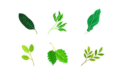 Green Leaves and Foliage with Stem and Veins or Fibers Vector Set
